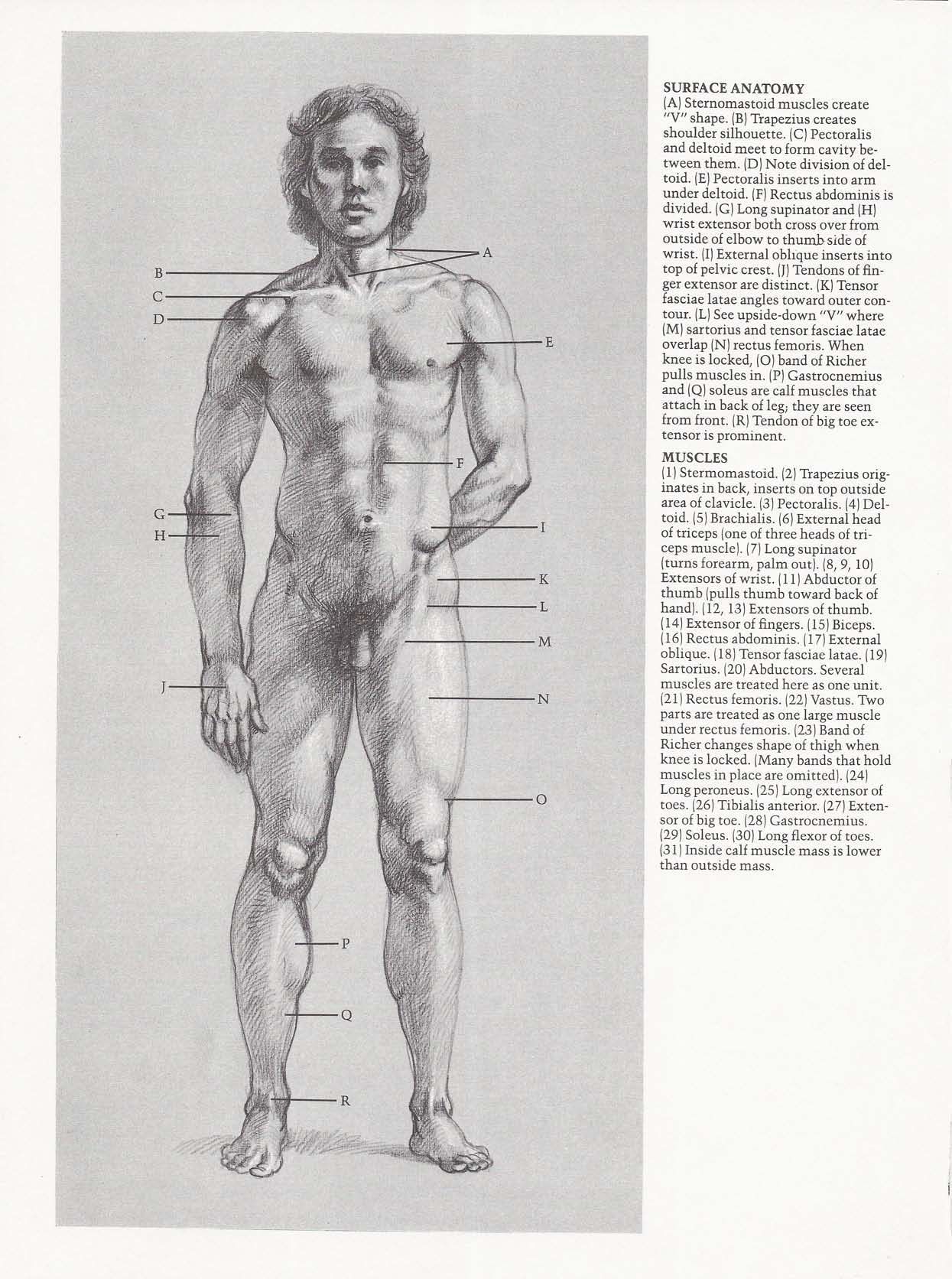 Drawing the Living Figure - Joseph Sheppard J.夏帕德动态人体解剖 - J.夏帕德[英文版] 15