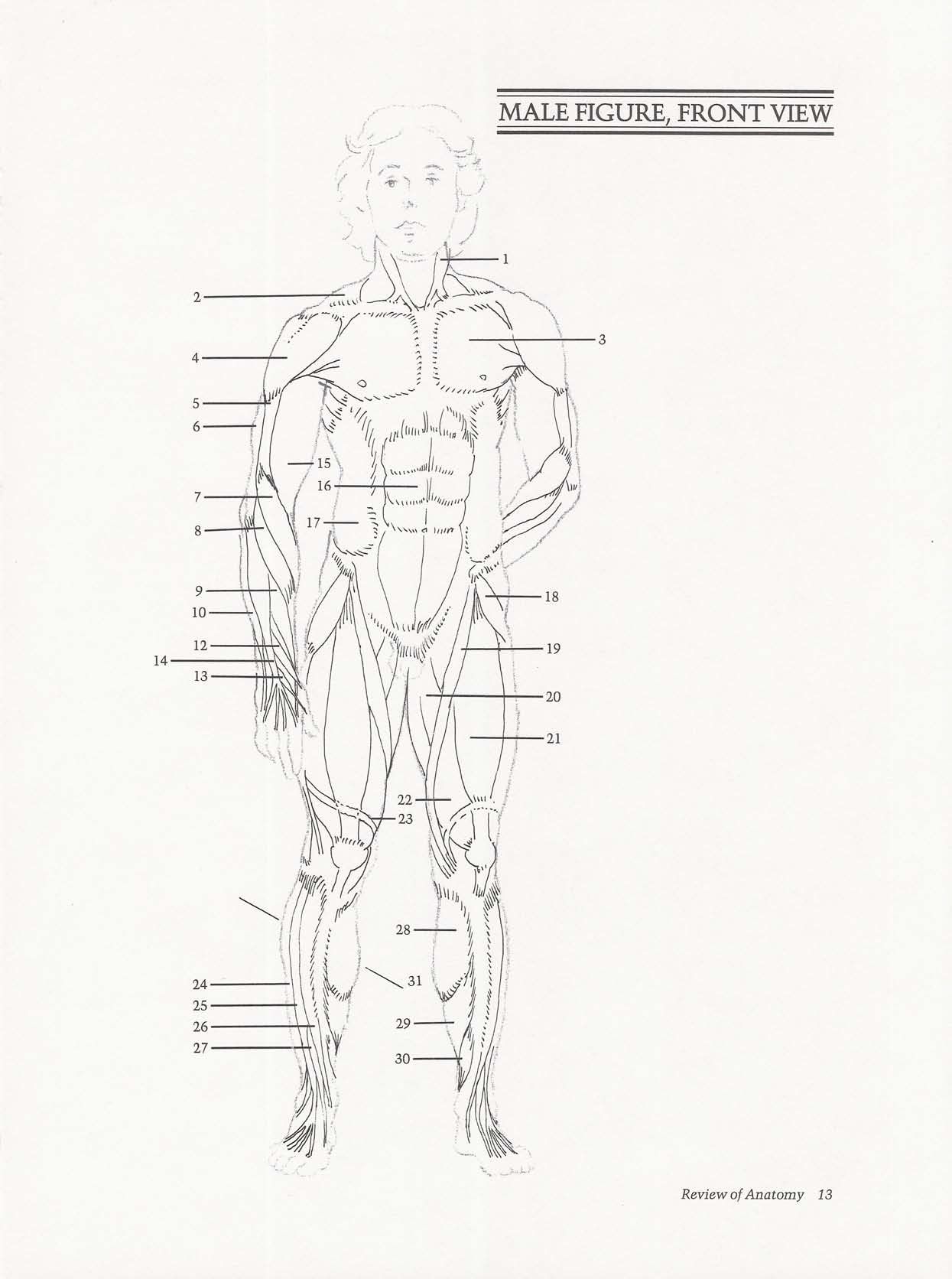 Drawing the Living Figure - Joseph Sheppard J.夏帕德动态人体解剖 - J.夏帕德[英文版] 16