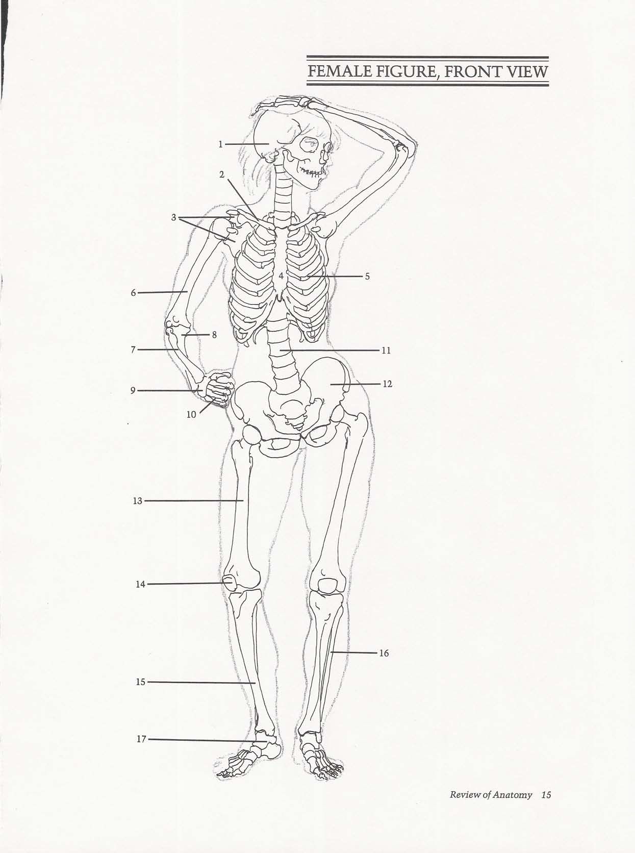 Drawing the Living Figure - Joseph Sheppard J.夏帕德动态人体解剖 - J.夏帕德[英文版] 18