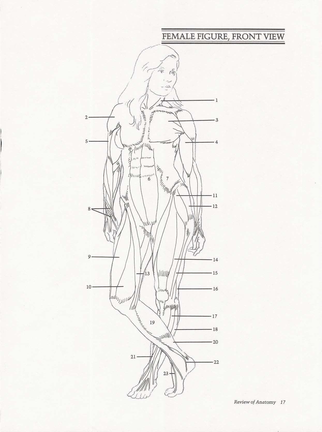 Drawing the Living Figure - Joseph Sheppard J.夏帕德动态人体解剖 - J.夏帕德[英文版] 20