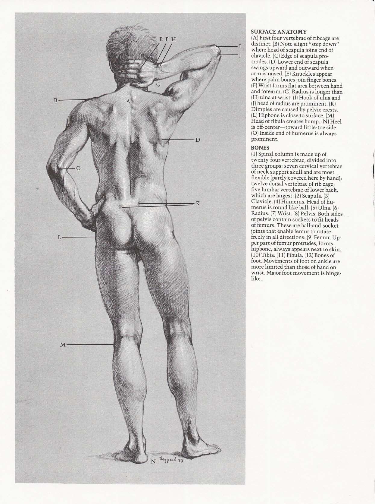 Drawing the Living Figure - Joseph Sheppard J.夏帕德动态人体解剖 - J.夏帕德[英文版] 21