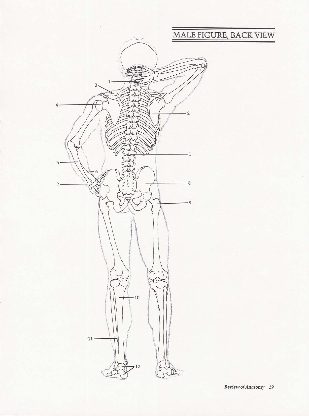 Drawing the Living Figure - Joseph Sheppard J.夏帕德动态人体解剖 - J.夏帕德[英文版] 22