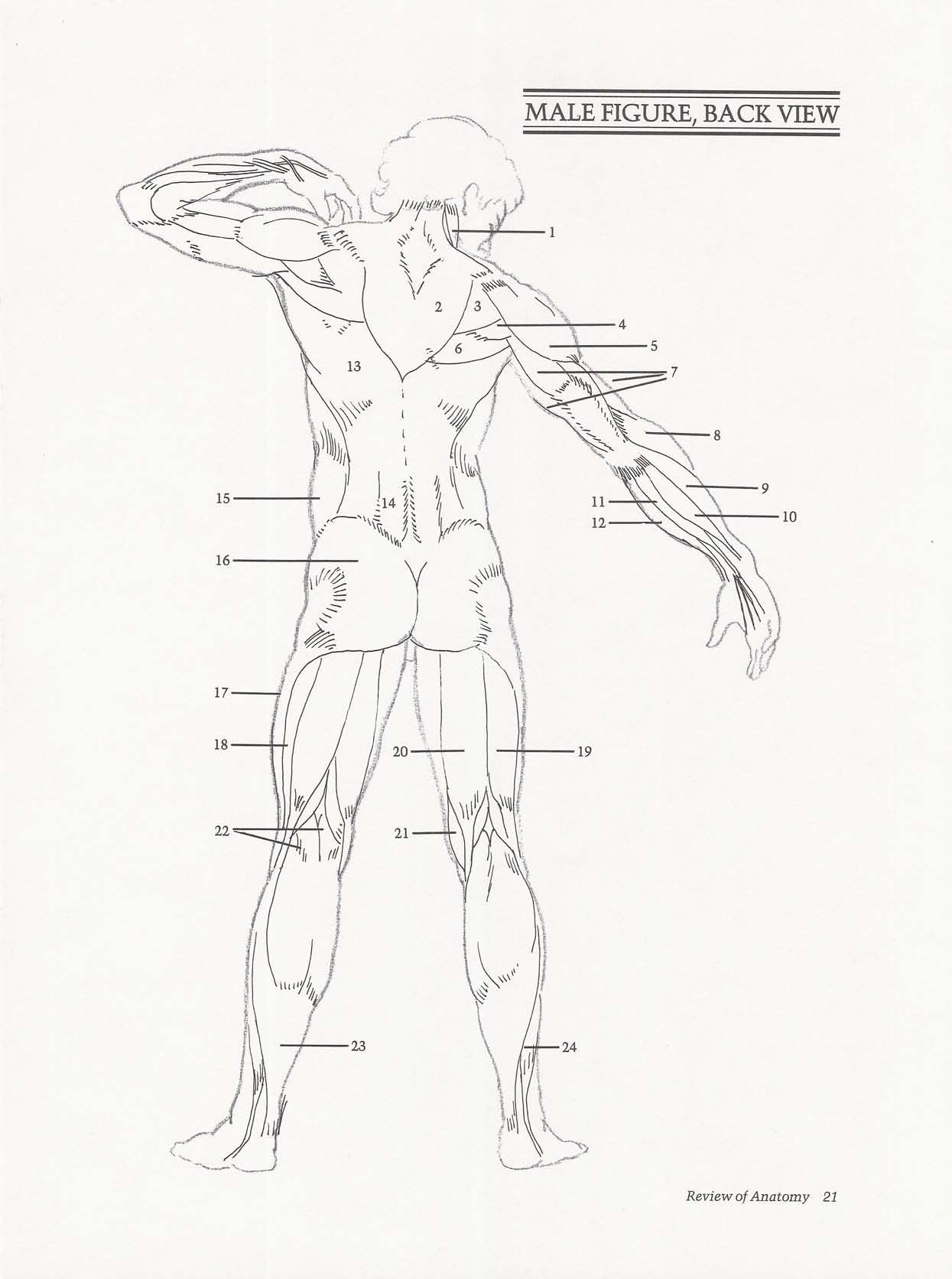 Drawing the Living Figure - Joseph Sheppard J.夏帕德动态人体解剖 - J.夏帕德[英文版] 24