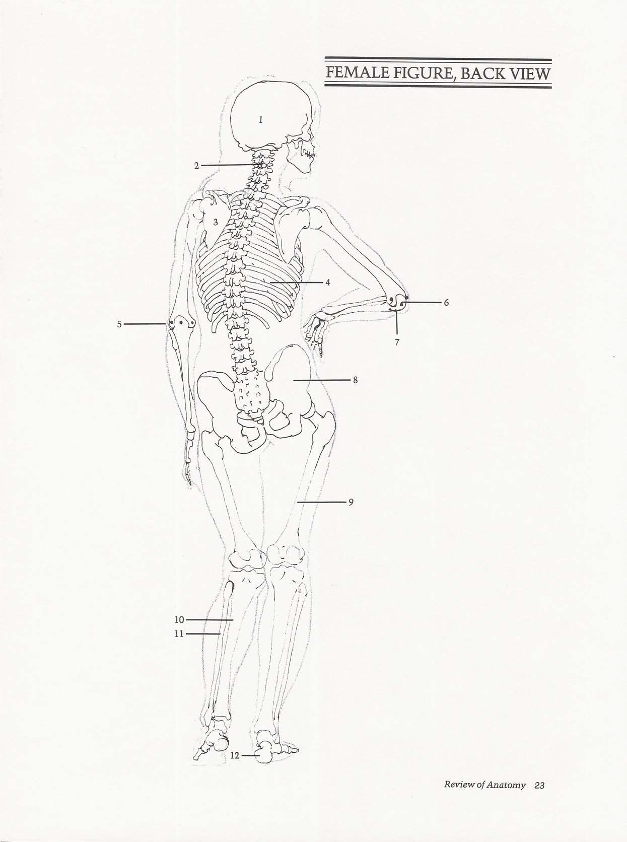 Drawing the Living Figure - Joseph Sheppard J.夏帕德动态人体解剖 - J.夏帕德[英文版] 26