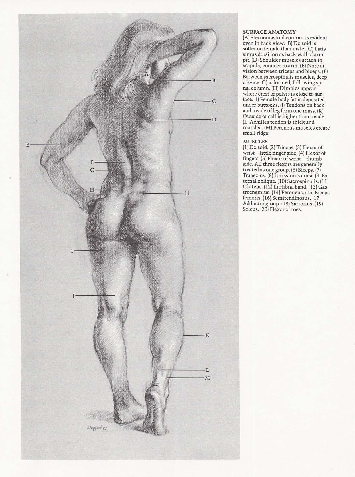 Drawing the Living Figure - Joseph Sheppard J.夏帕德动态人体解剖 - J.夏帕德[英文版] 27