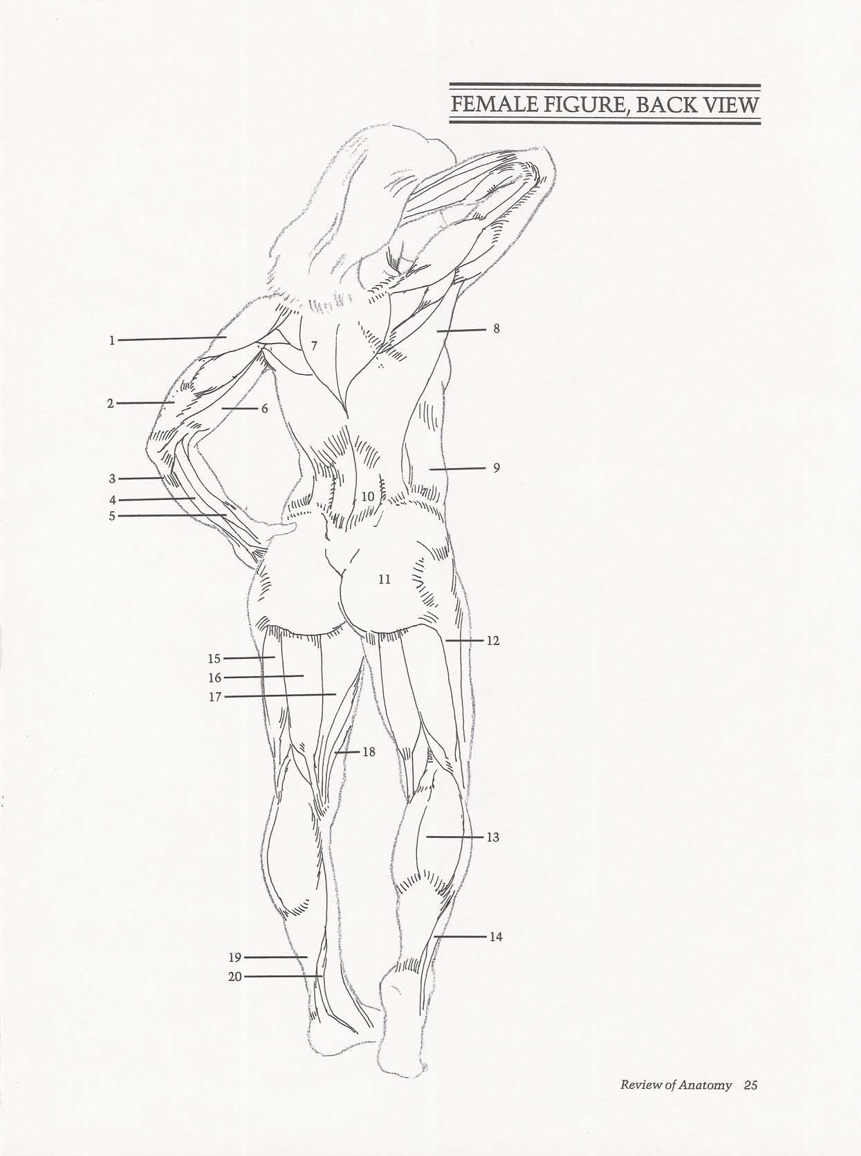 Drawing the Living Figure - Joseph Sheppard J.夏帕德动态人体解剖 - J.夏帕德[英文版] 28