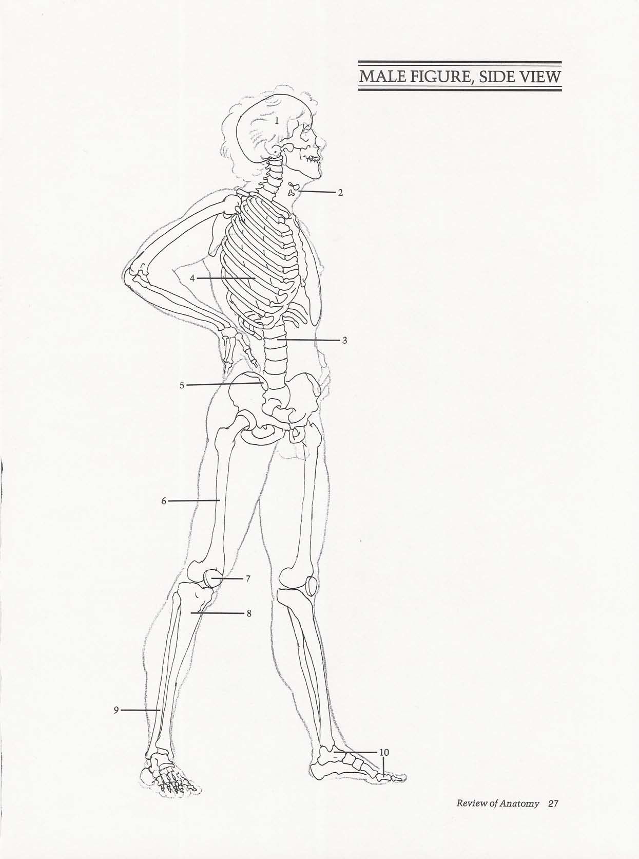 Drawing the Living Figure - Joseph Sheppard J.夏帕德动态人体解剖 - J.夏帕德[英文版] 30