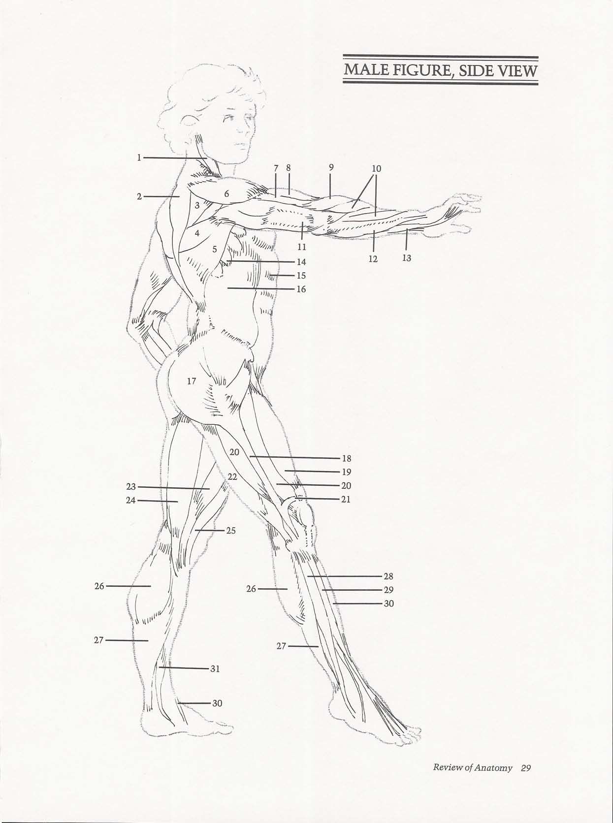 Drawing the Living Figure - Joseph Sheppard J.夏帕德动态人体解剖 - J.夏帕德[英文版] 32