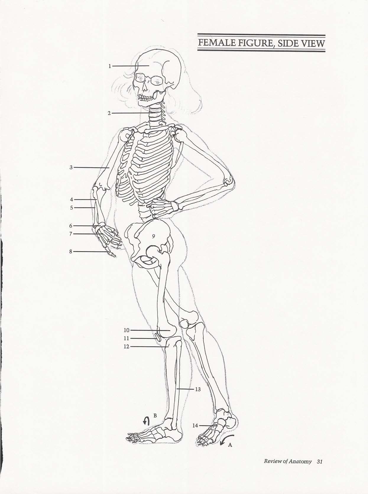 Drawing the Living Figure - Joseph Sheppard J.夏帕德动态人体解剖 - J.夏帕德[英文版] 34