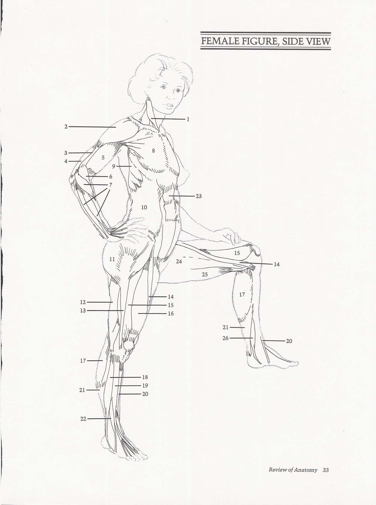 Drawing the Living Figure - Joseph Sheppard J.夏帕德动态人体解剖 - J.夏帕德[英文版] 36