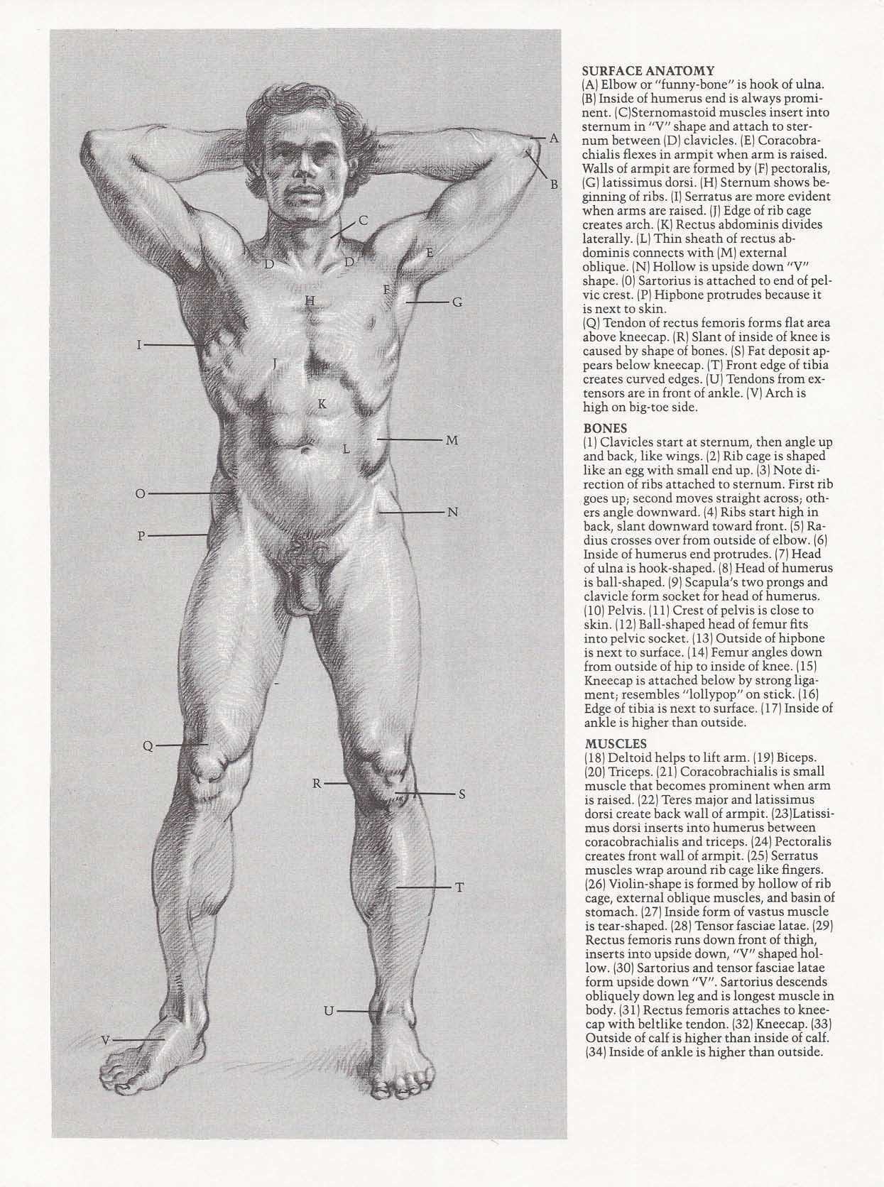 Drawing the Living Figure - Joseph Sheppard J.夏帕德动态人体解剖 - J.夏帕德[英文版] 39