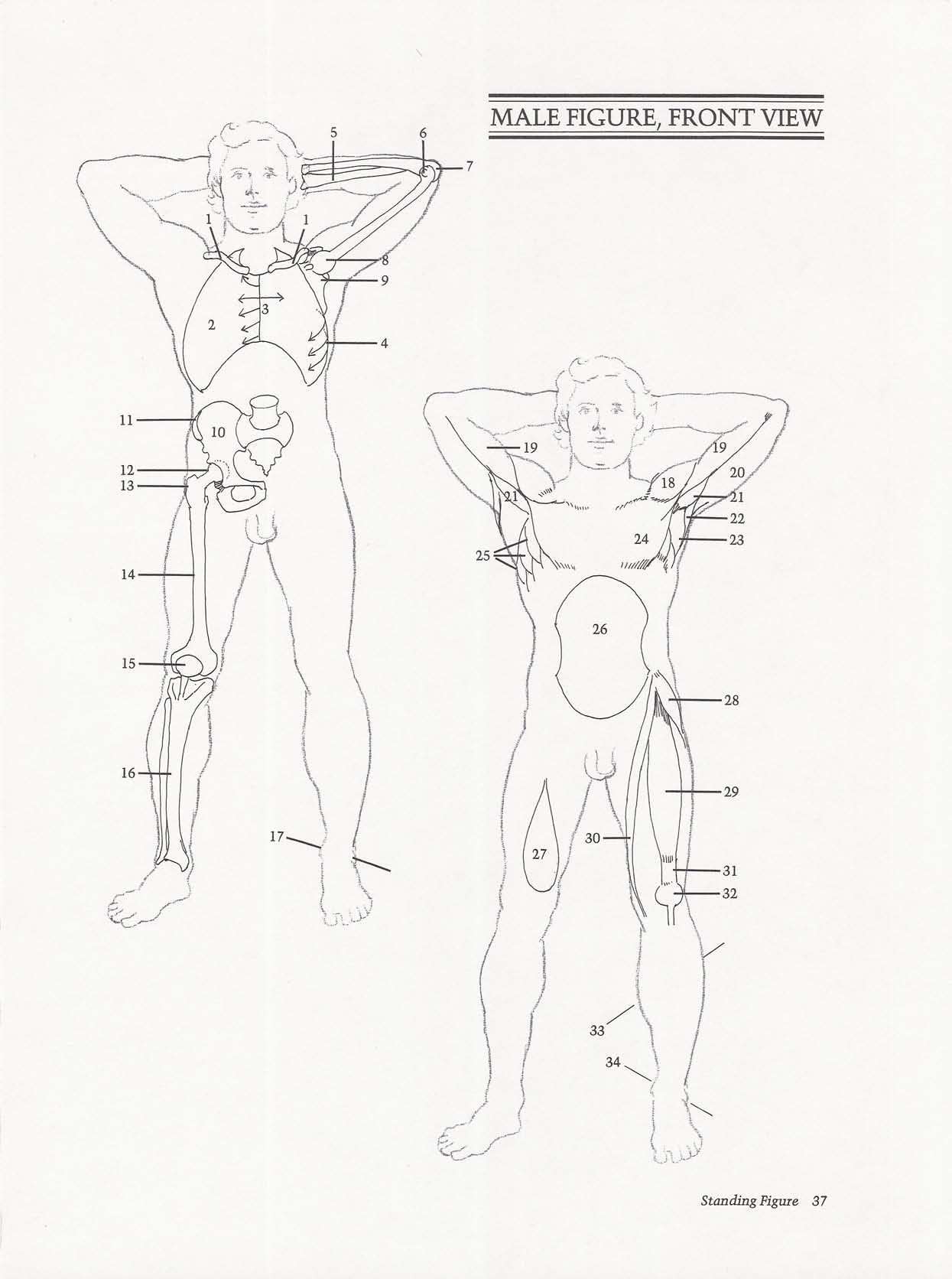 Drawing the Living Figure - Joseph Sheppard J.夏帕德动态人体解剖 - J.夏帕德[英文版] 40