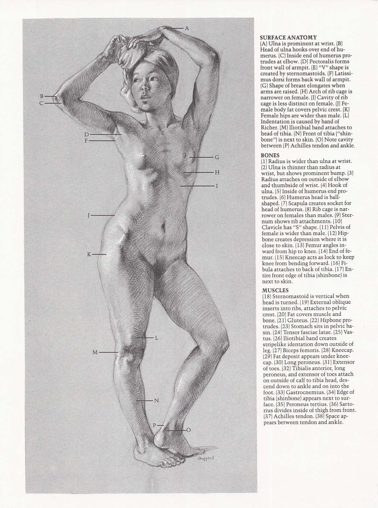 Drawing the Living Figure - Joseph Sheppard J.夏帕德动态人体解剖 - J.夏帕德[英文版] 41