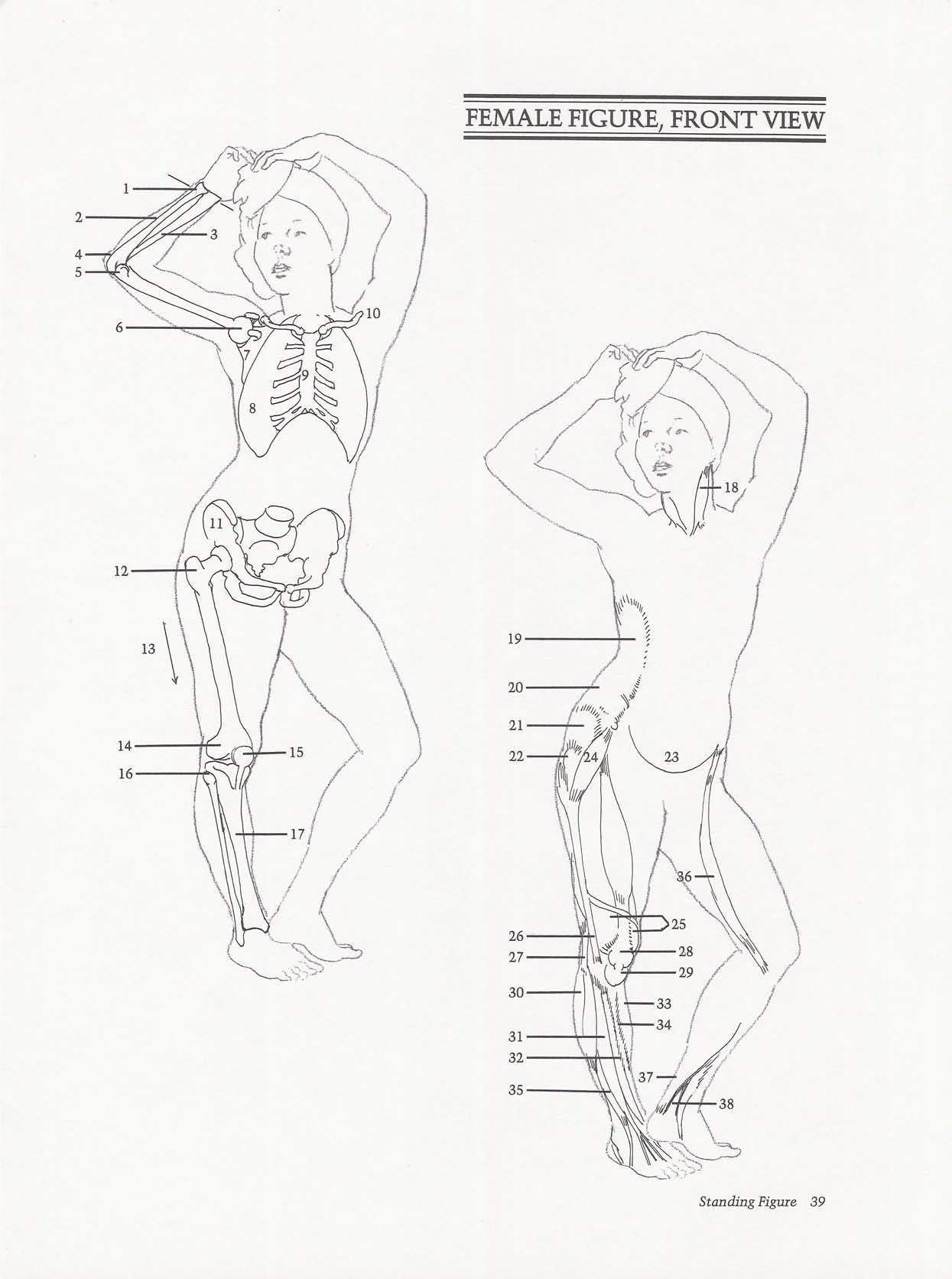 Drawing the Living Figure - Joseph Sheppard J.夏帕德动态人体解剖 - J.夏帕德[英文版] 42