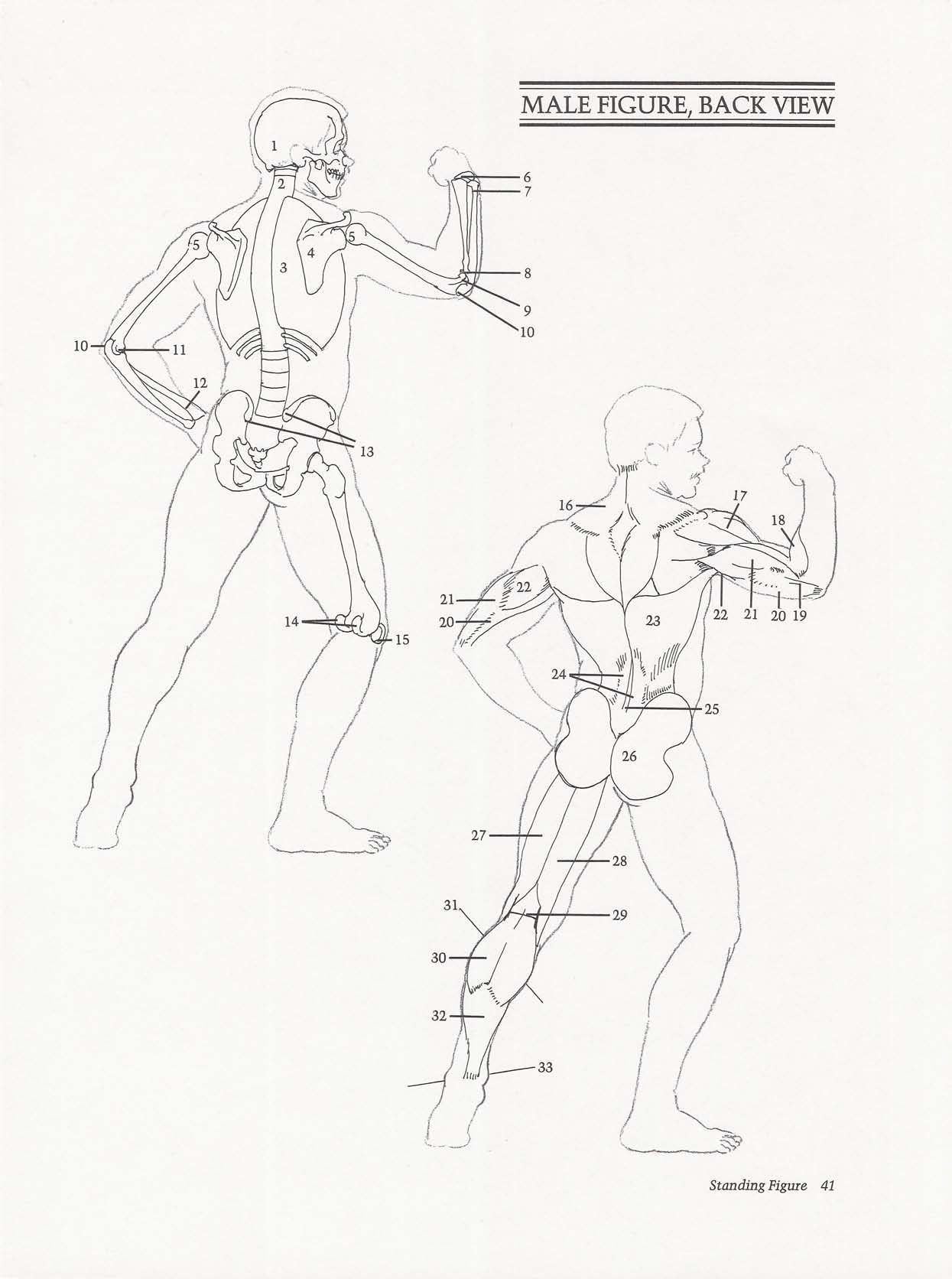 Drawing the Living Figure - Joseph Sheppard J.夏帕德动态人体解剖 - J.夏帕德[英文版] 44