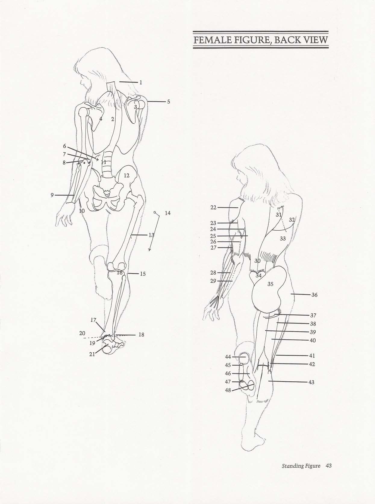 Drawing the Living Figure - Joseph Sheppard J.夏帕德动态人体解剖 - J.夏帕德[英文版] 46