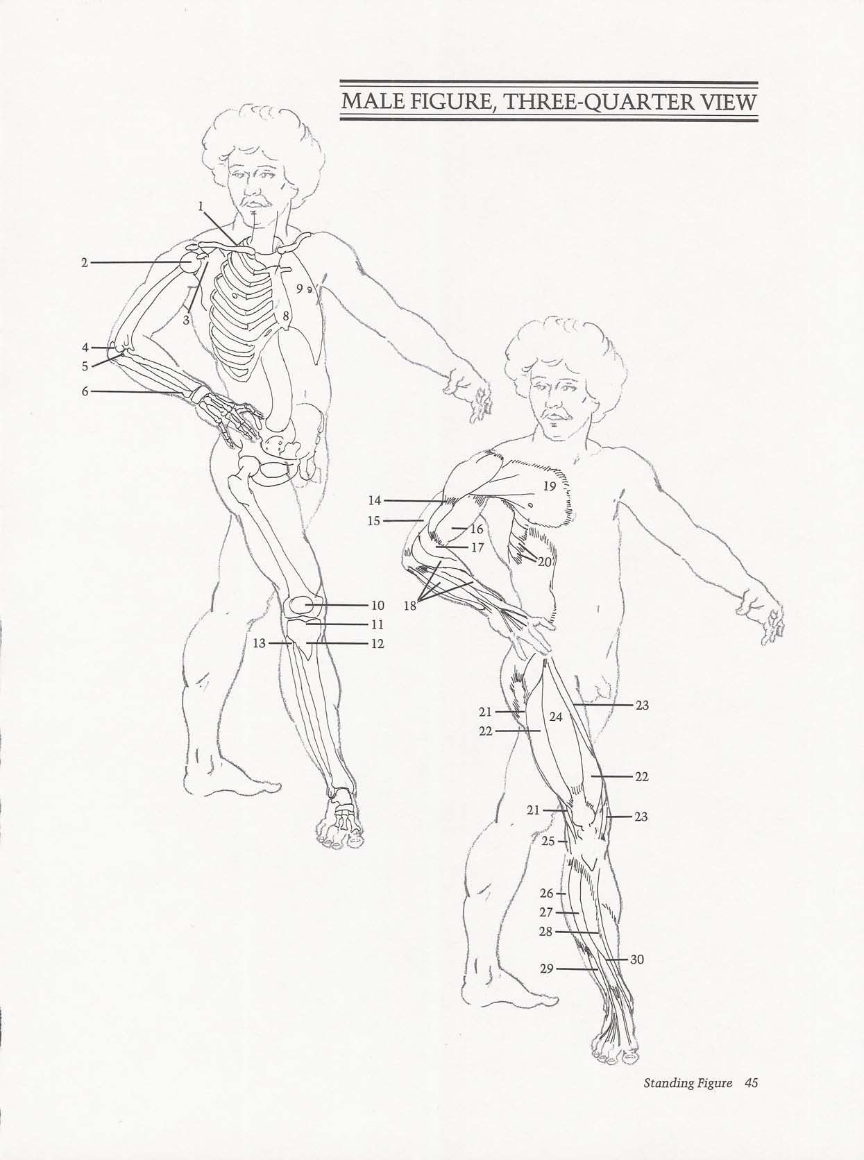 Drawing the Living Figure - Joseph Sheppard J.夏帕德动态人体解剖 - J.夏帕德[英文版] 48