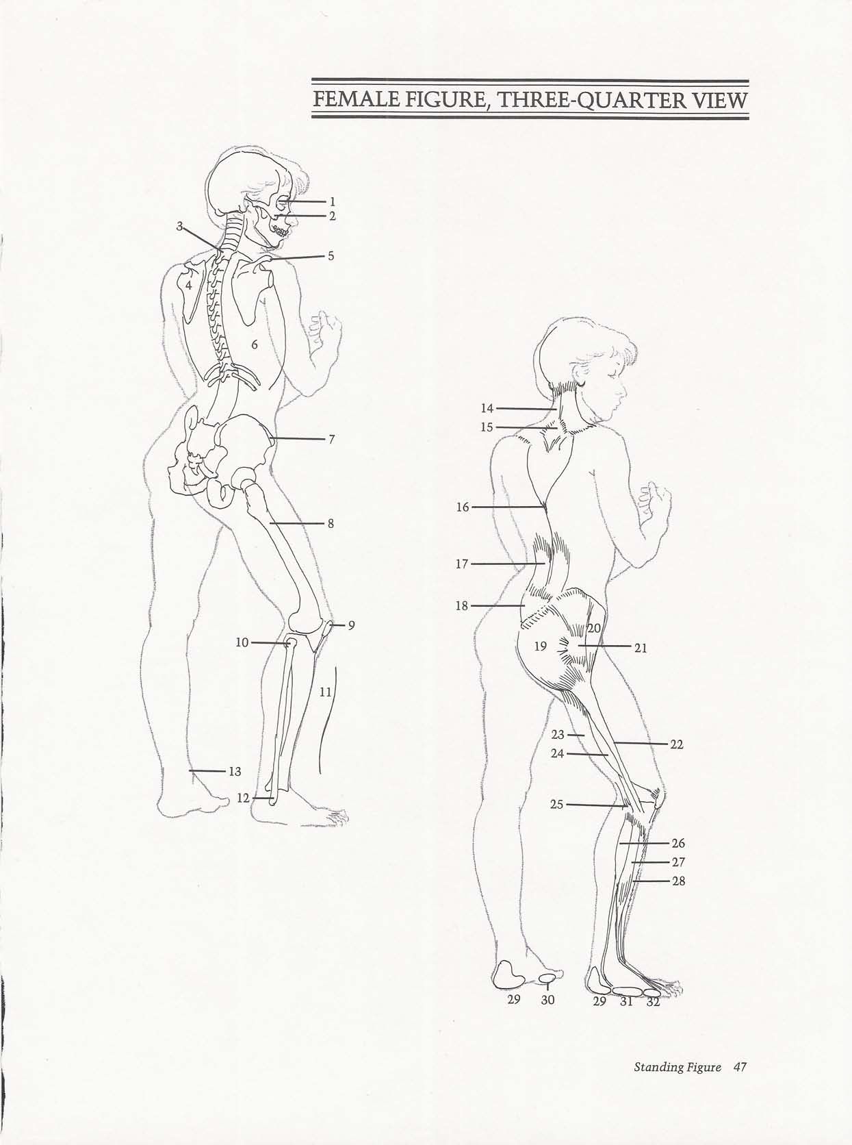 Drawing the Living Figure - Joseph Sheppard J.夏帕德动态人体解剖 - J.夏帕德[英文版] 50