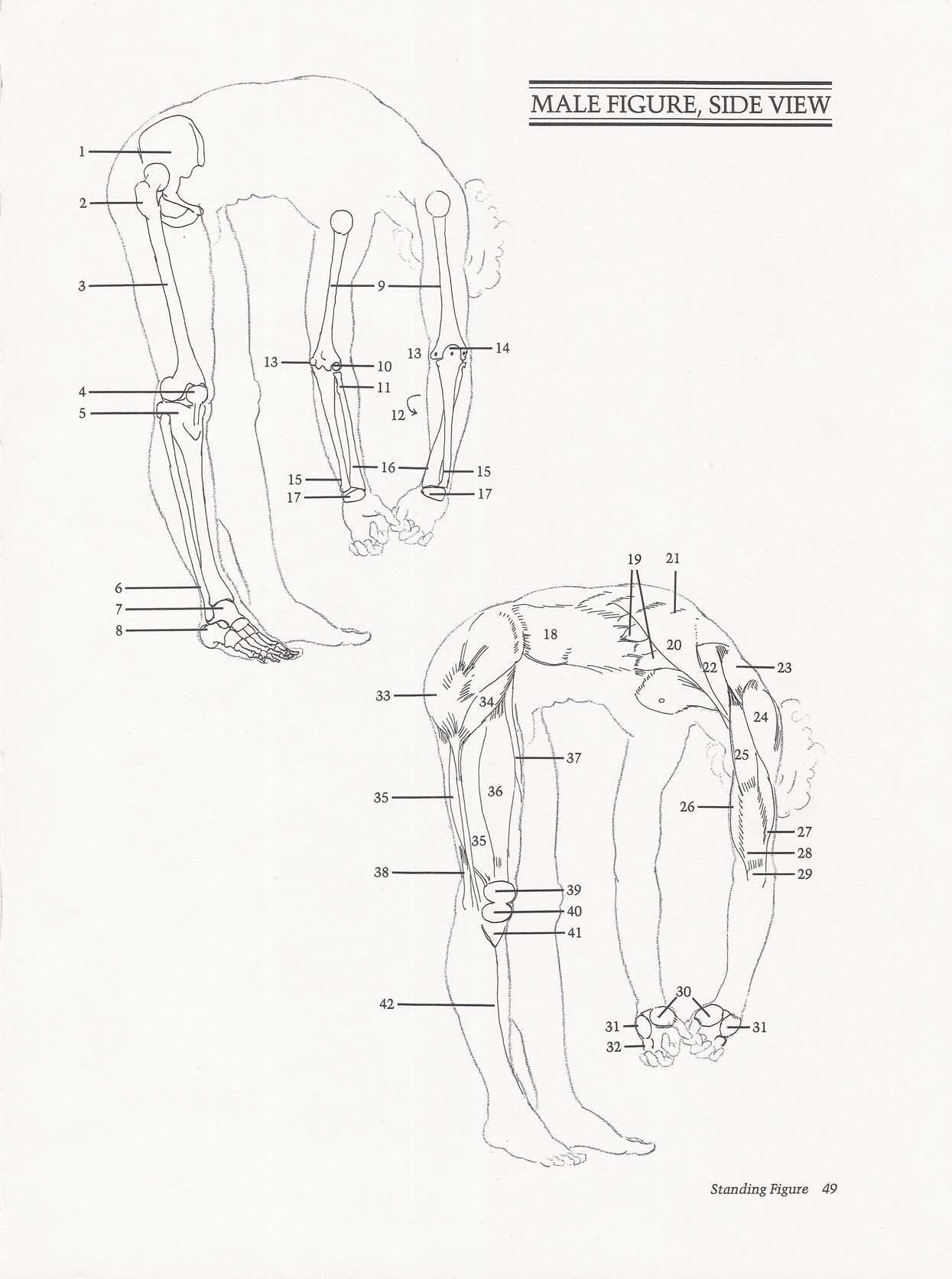 Drawing the Living Figure - Joseph Sheppard J.夏帕德动态人体解剖 - J.夏帕德[英文版] 52