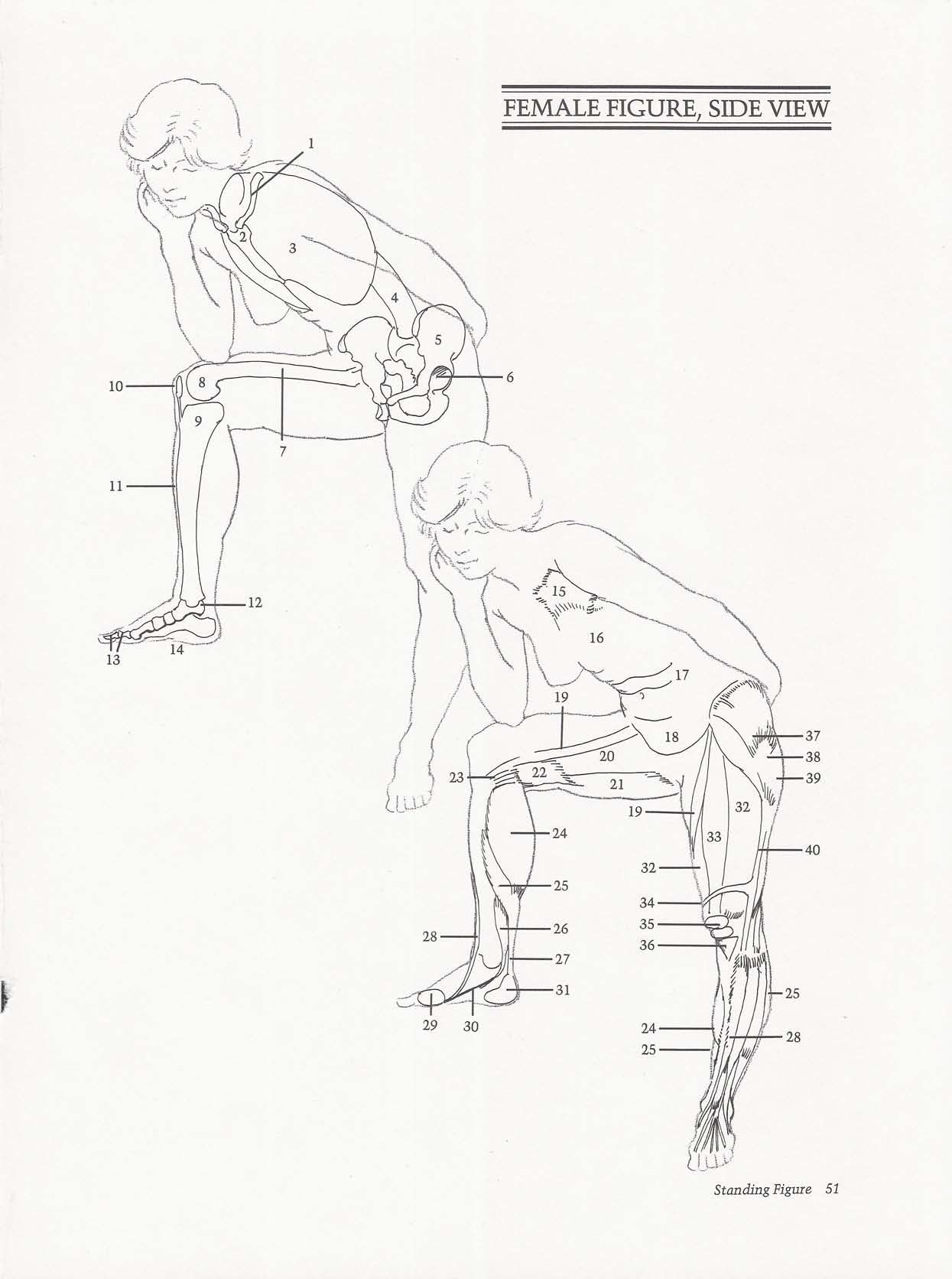 Drawing the Living Figure - Joseph Sheppard J.夏帕德动态人体解剖 - J.夏帕德[英文版] 54