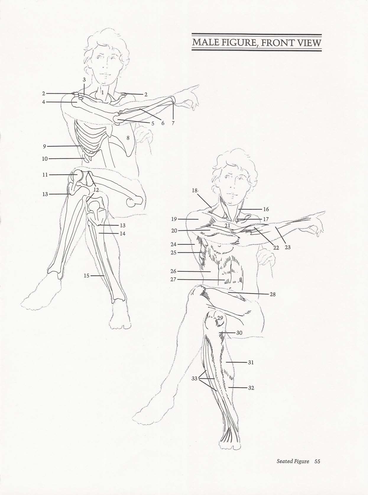 Drawing the Living Figure - Joseph Sheppard J.夏帕德动态人体解剖 - J.夏帕德[英文版] 58