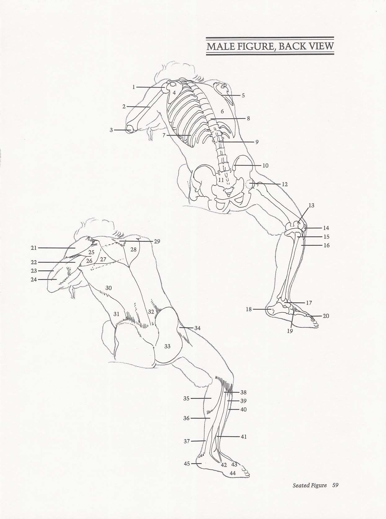 Drawing the Living Figure - Joseph Sheppard J.夏帕德动态人体解剖 - J.夏帕德[英文版] 62