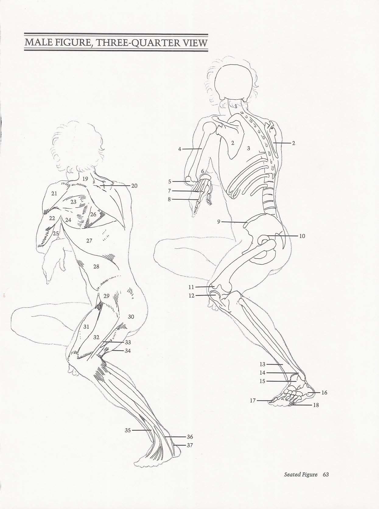 Drawing the Living Figure - Joseph Sheppard J.夏帕德动态人体解剖 - J.夏帕德[英文版] 66