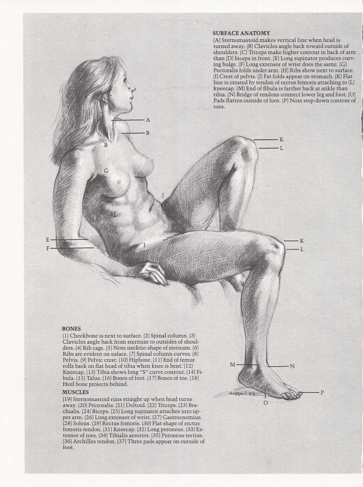 Drawing the Living Figure - Joseph Sheppard J.夏帕德动态人体解剖 - J.夏帕德[英文版] 67