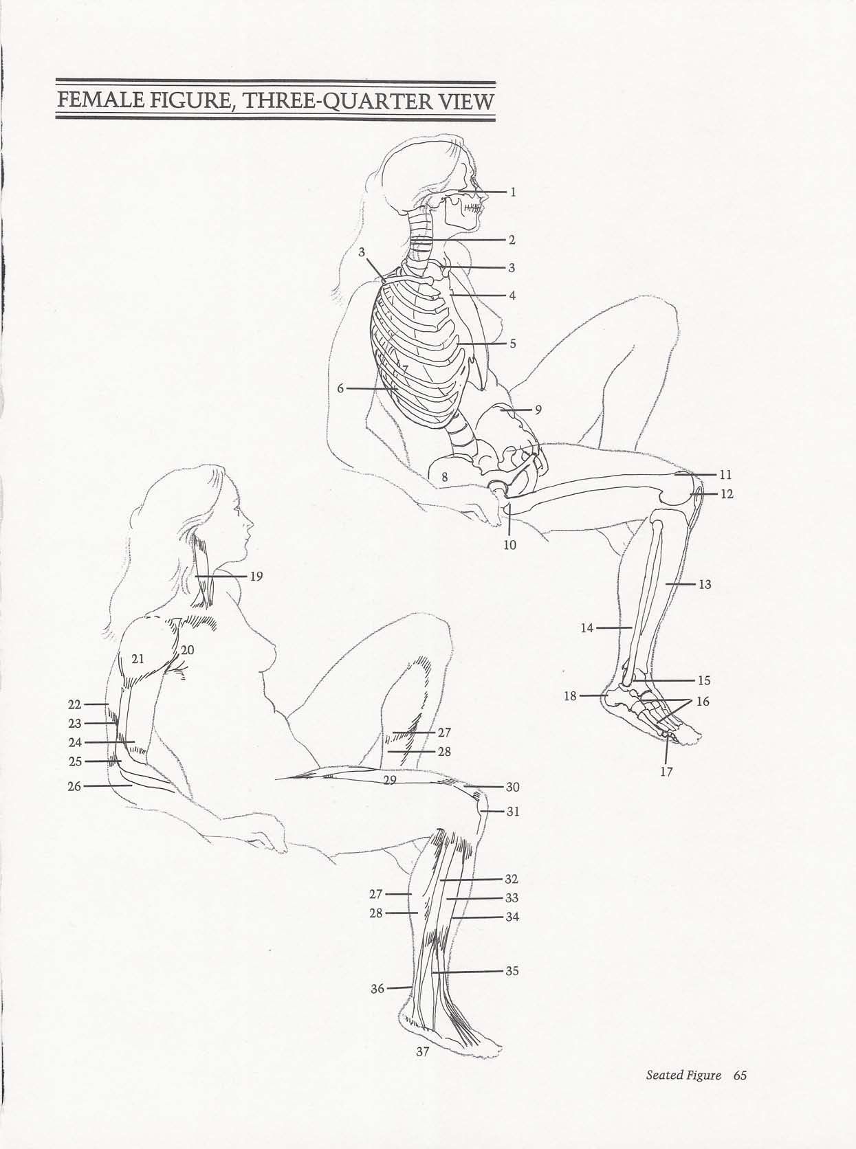 Drawing the Living Figure - Joseph Sheppard J.夏帕德动态人体解剖 - J.夏帕德[英文版] 68