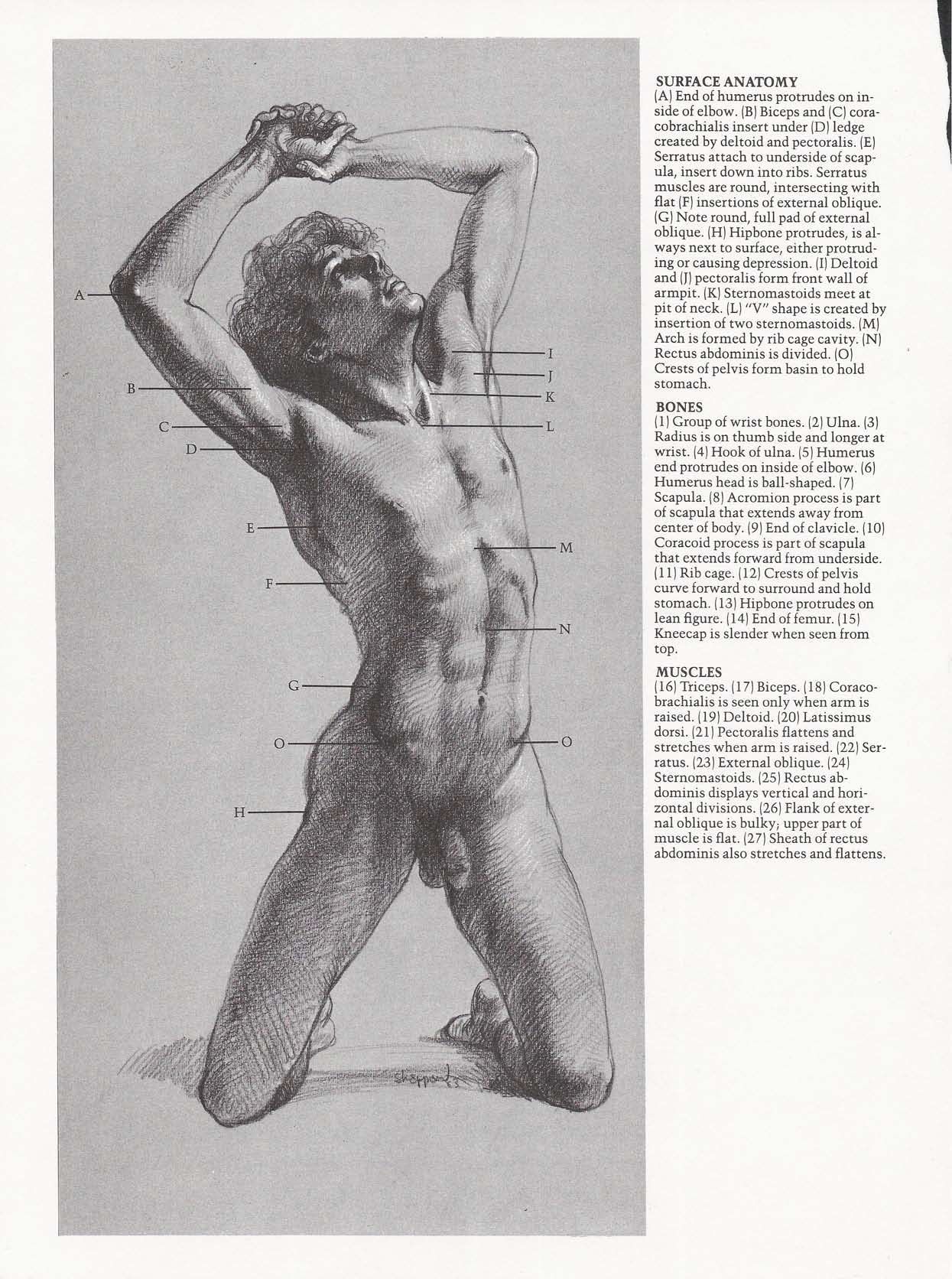 Drawing the Living Figure - Joseph Sheppard J.夏帕德动态人体解剖 - J.夏帕德[英文版] 75