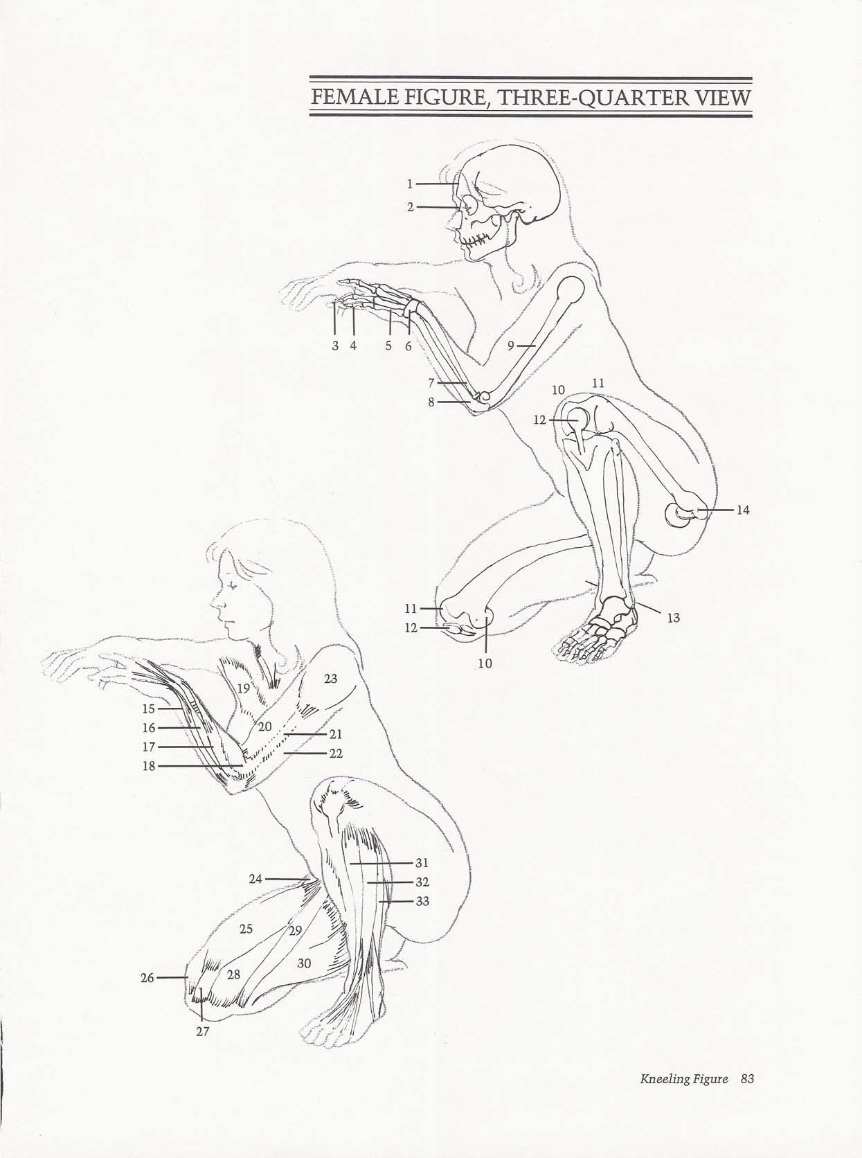 Drawing the Living Figure - Joseph Sheppard J.夏帕德动态人体解剖 - J.夏帕德[英文版] 86