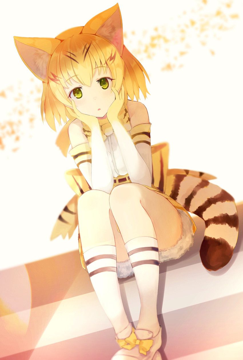 [Brute friends] cat (sand cat) Photo Gallery 37