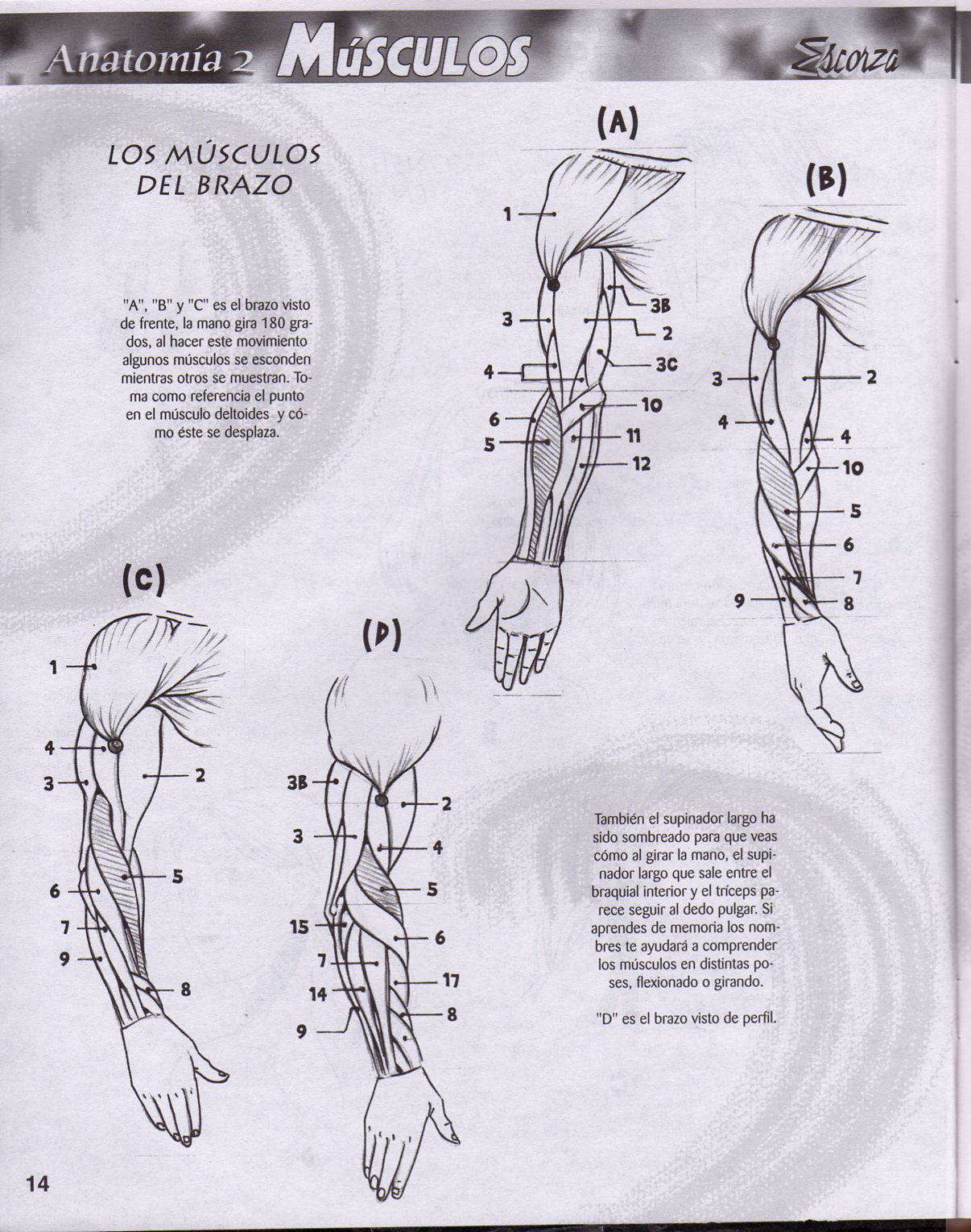 DibujArte Edicion Normal - 21 al 50 / de 50 [Spanish] 279