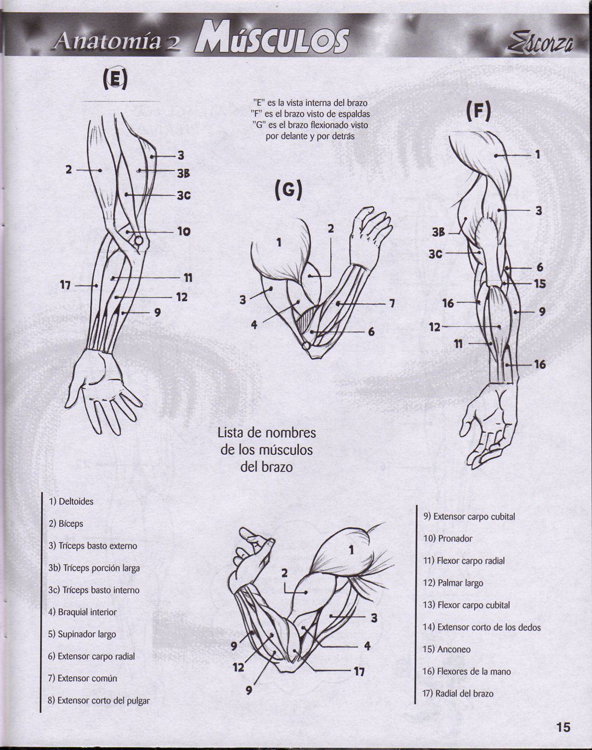 DibujArte Edicion Normal - 21 al 50 / de 50 [Spanish] 280