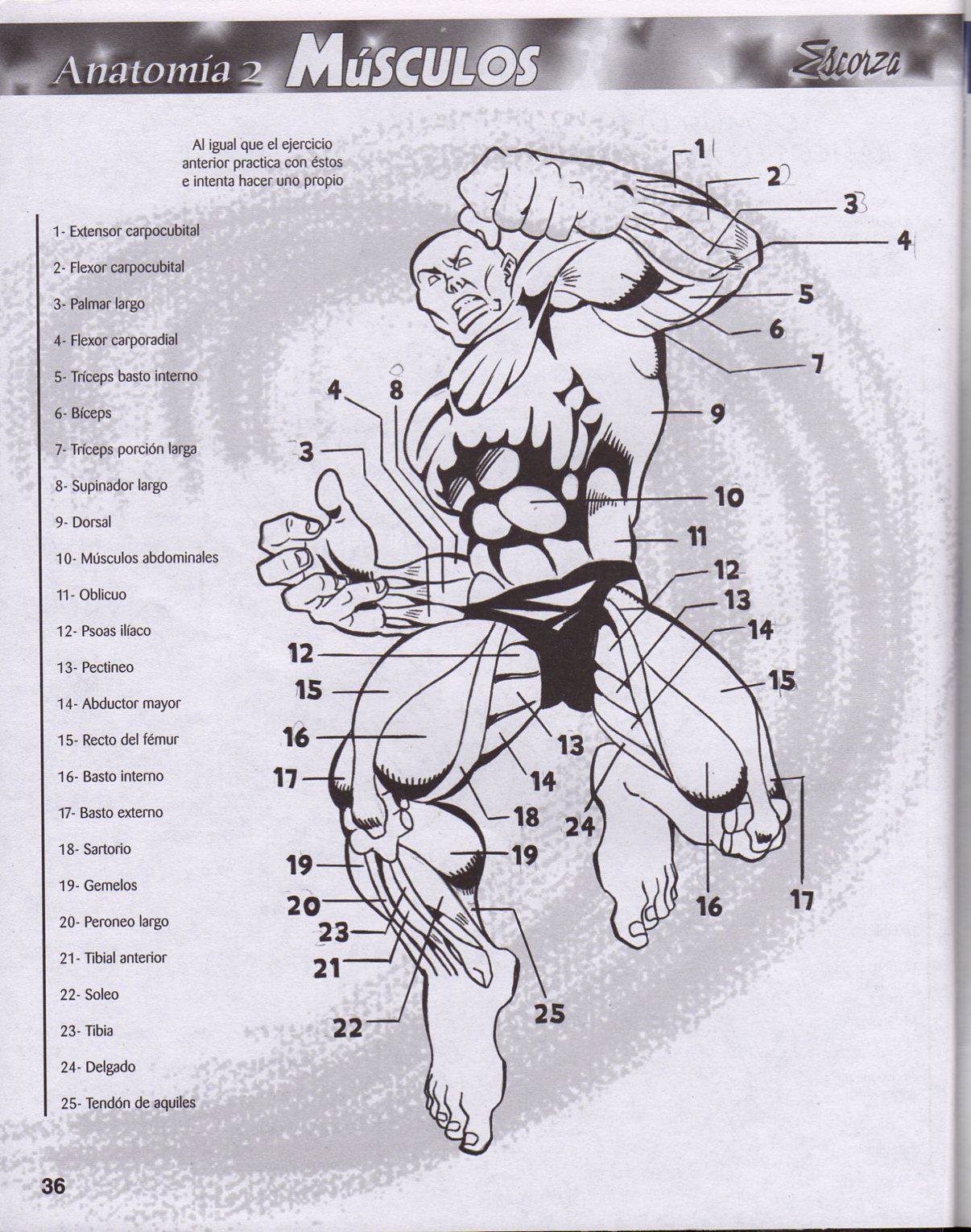 DibujArte Edicion Normal - 21 al 50 / de 50 [Spanish] 301