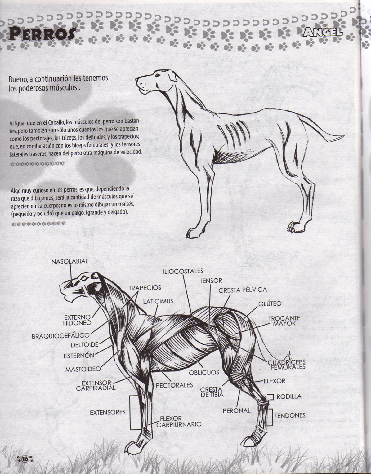 DibujArte Edicion Normal - 21 al 50 / de 50 [Spanish] 721