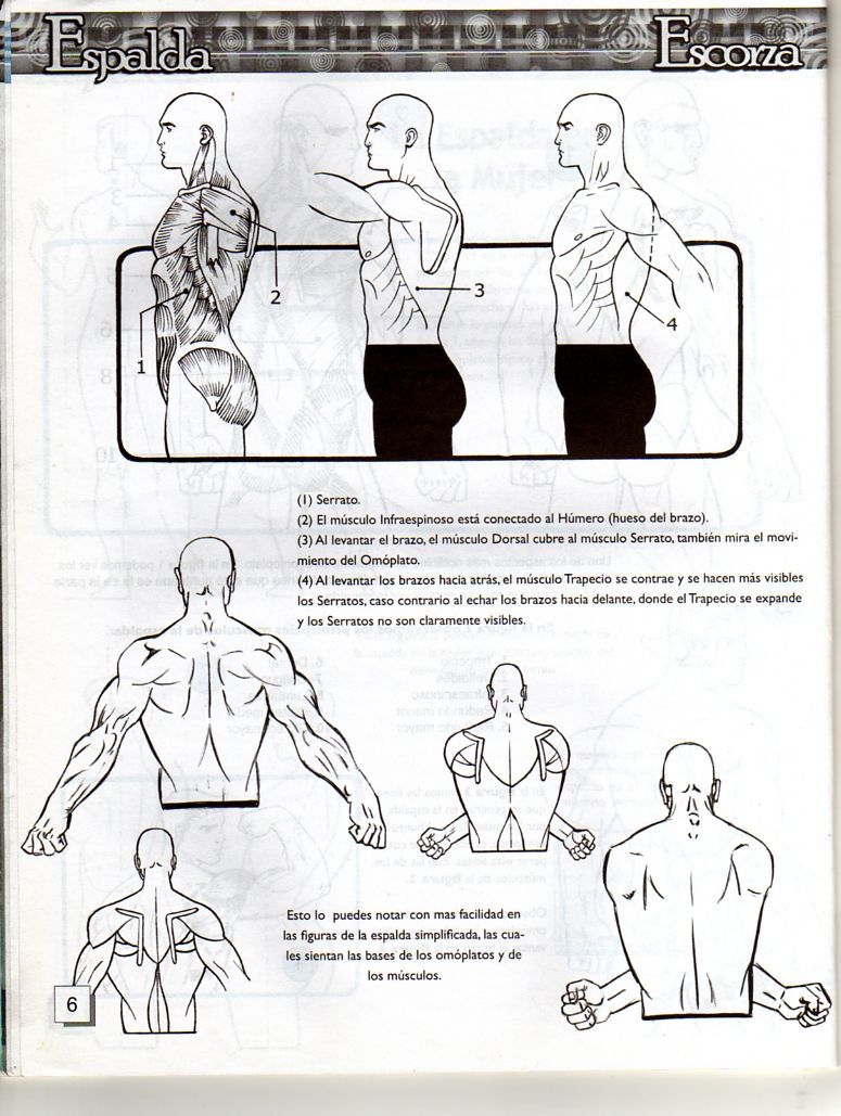 DibujArte Edicion Normal - 21 al 50 / de 50 [Spanish] 787