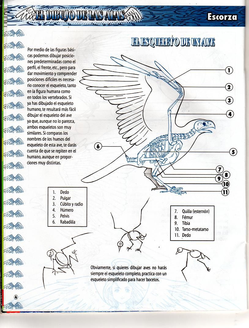 DibujArte Edicion Normal - 21 al 50 / de 50 [Spanish] 848