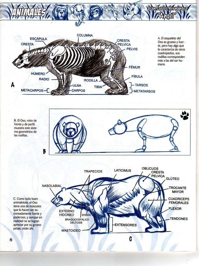 DibujArte Edicion Normal - 21 al 50 / de 50 [Spanish] 927