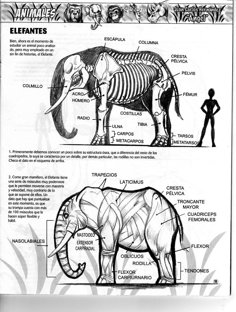 DibujArte Edicion Normal - 21 al 50 / de 50 [Spanish] 934