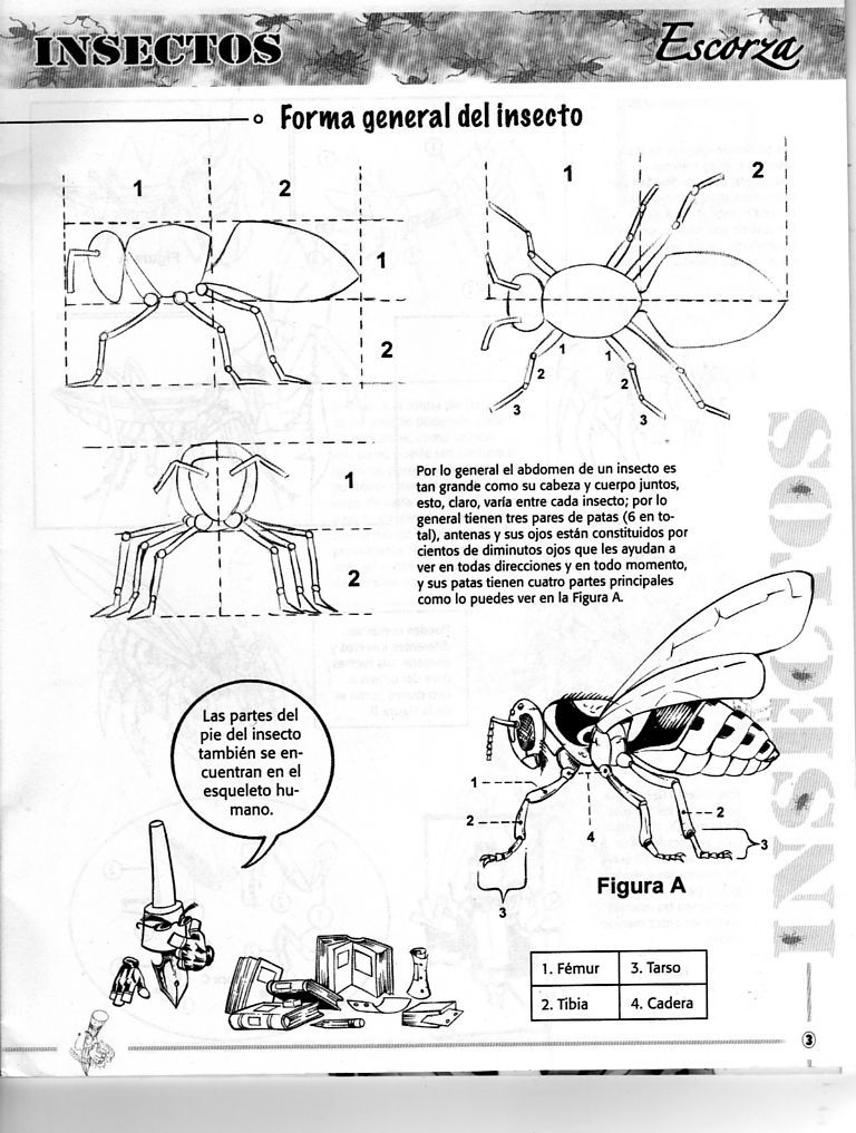 DibujArte Edicion Normal - 21 al 50 / de 50 [Spanish] 990