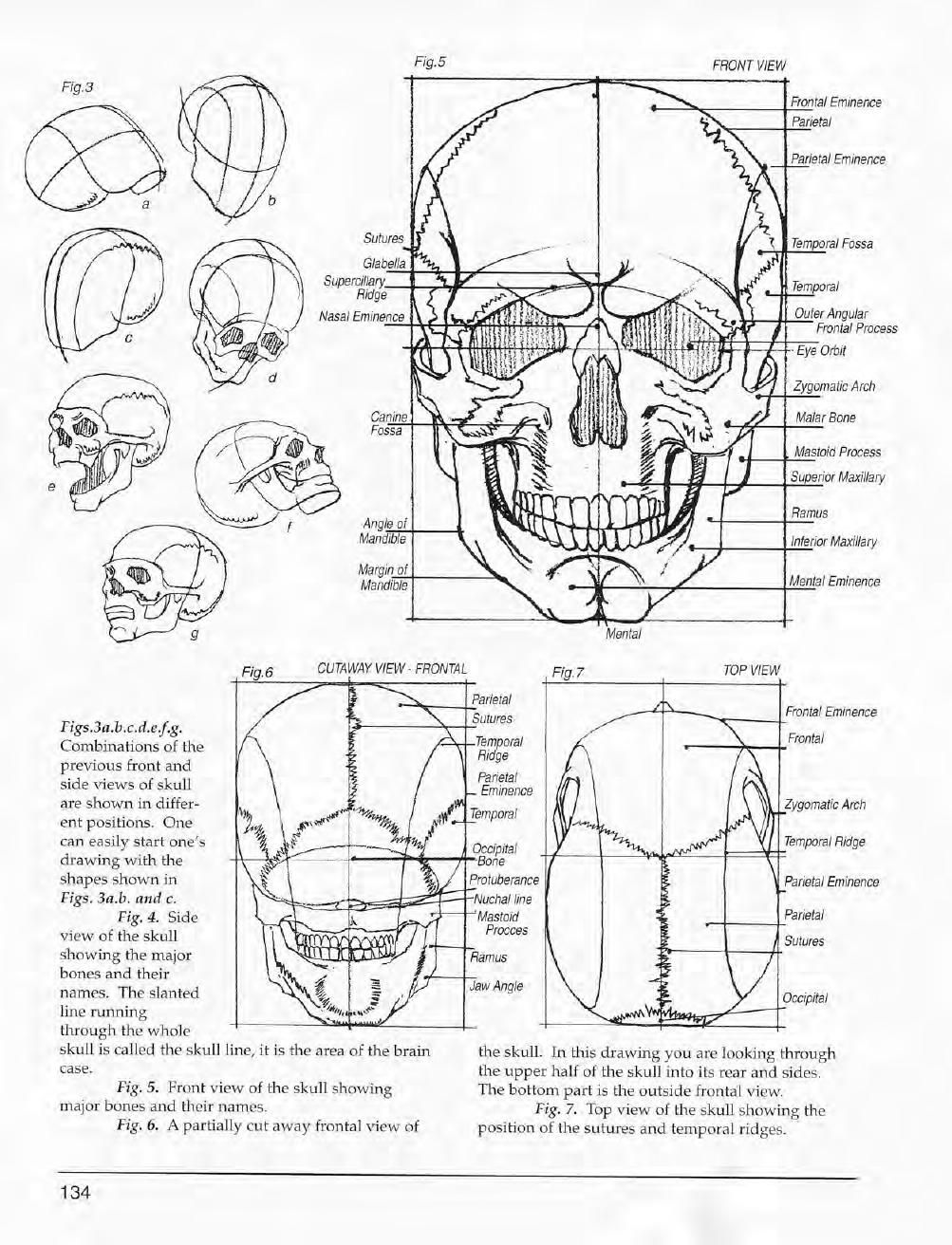 Mastering Drawing the Human Figure: From Life, Memory and Imagination 135